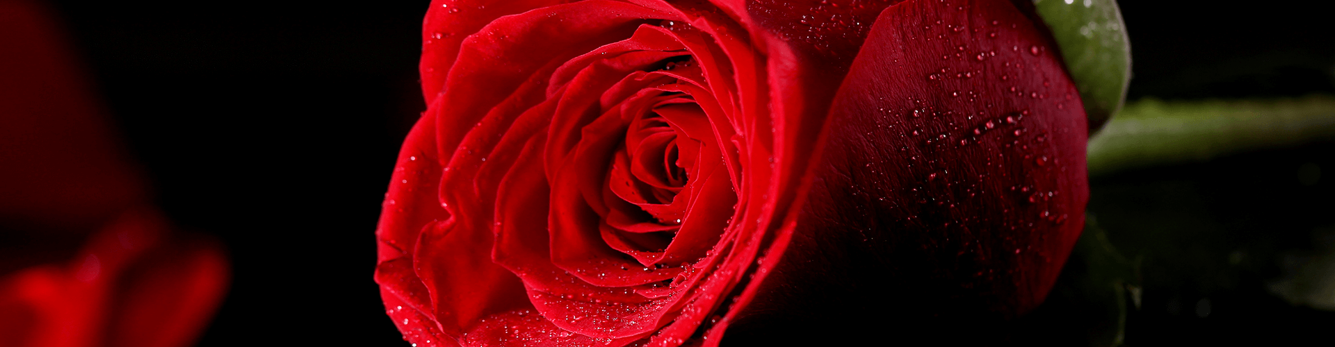 red-rose-darkness (1)